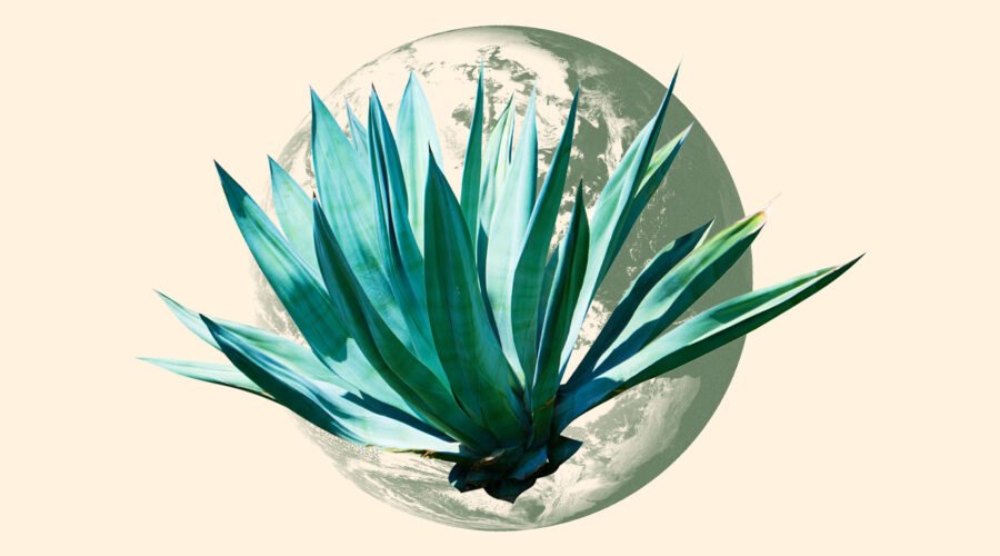Just Don’t Call it Tequila: The Global Agave Boom Has Arrived 