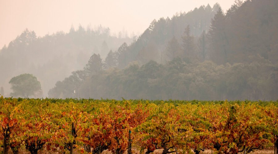 Amid Smoke and Climate Change, Napa Embraces an Imperfect Red Grape