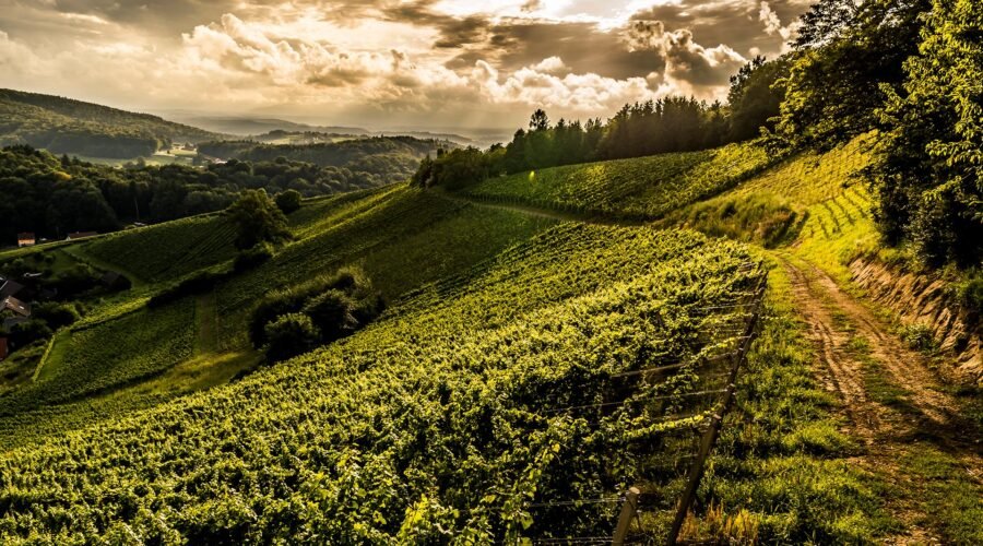 Go Here, Not There: 3 Alternative Destinations to Popular Wine Regions