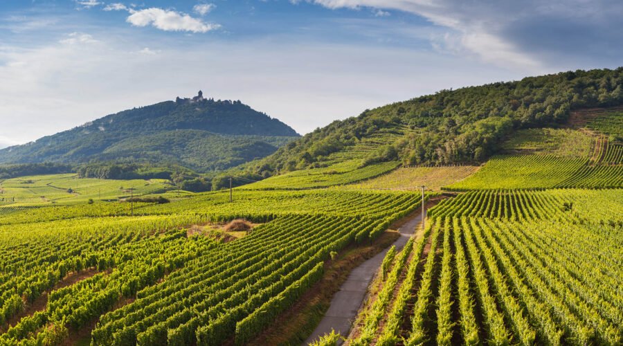 ‘Organic Was Too Easy’: Why Alsace Is Leading the Biodynamic Charge