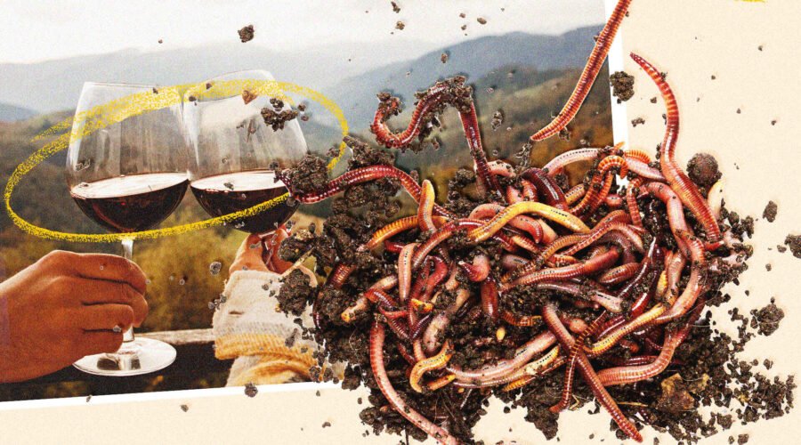 Wineries Embrace Worms in the Fight to Conserve Water