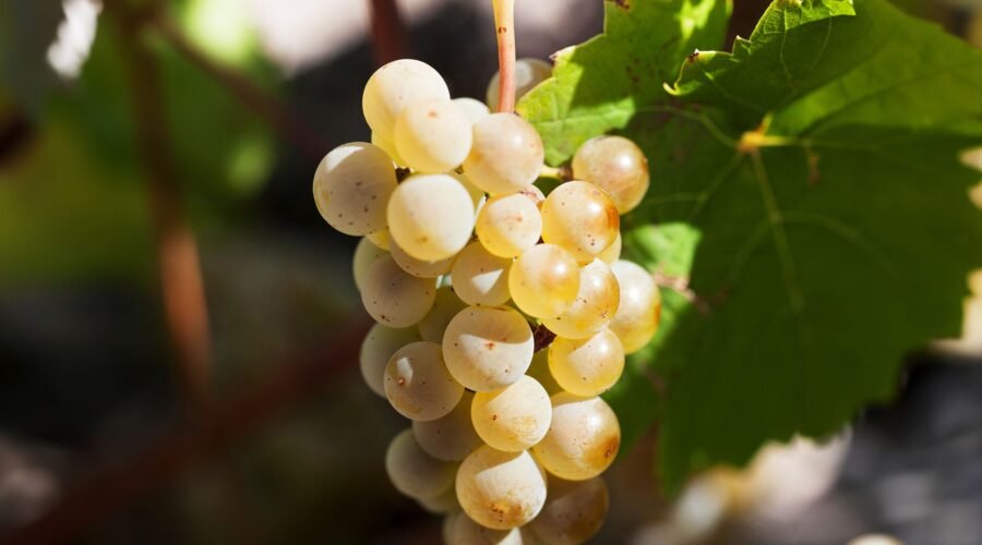 Culture: Get to Know Petite Arvine, the ‘Diva’ of Swiss Grapes