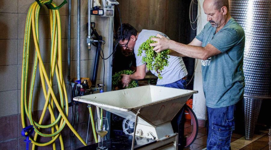 Culture: The Latest Wine-Beer Hybrid? Italian Grape Ale
