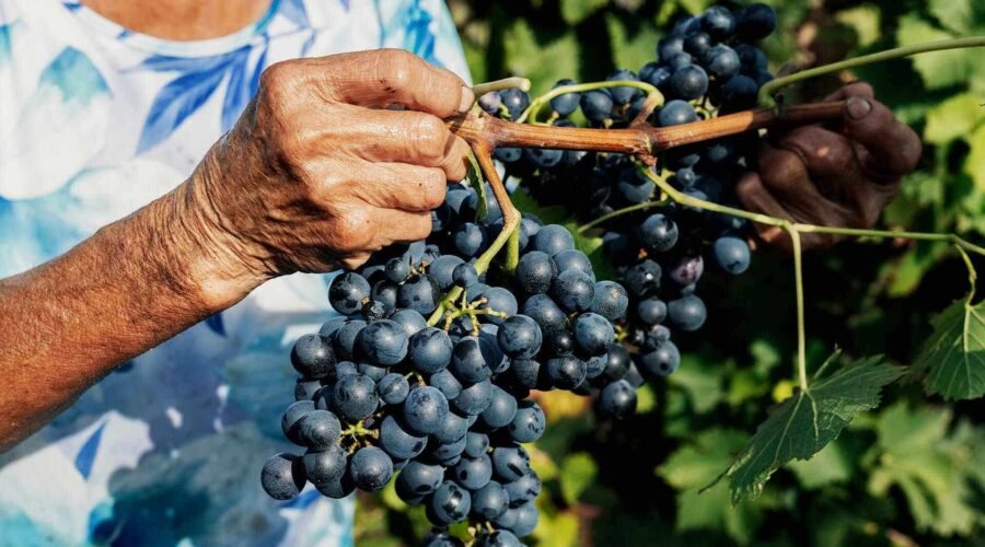 Culture: “We Have to Act Now”: Winemakers Battle to Save Piedmont’s Iconic Barbera Amid Climate Change