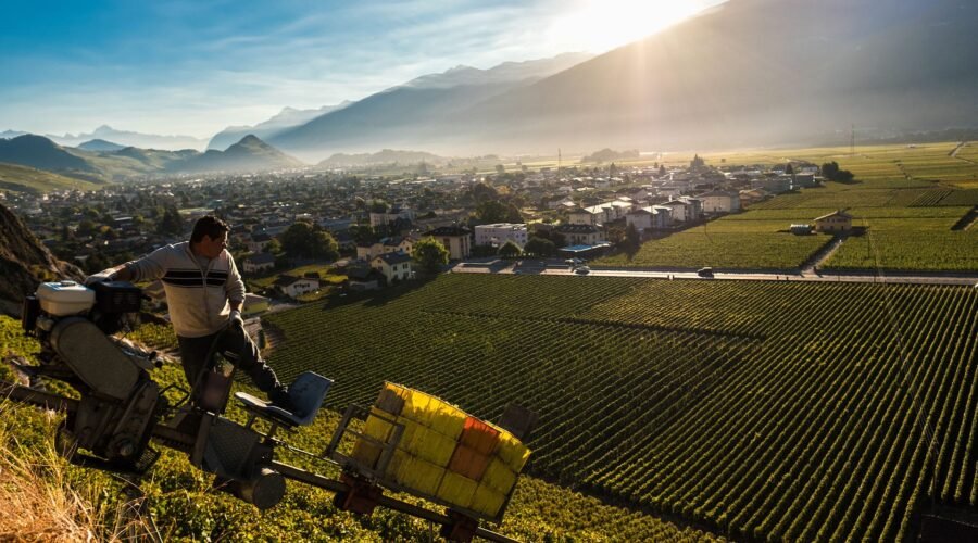 Culture: The Ascent of Alpine Wine