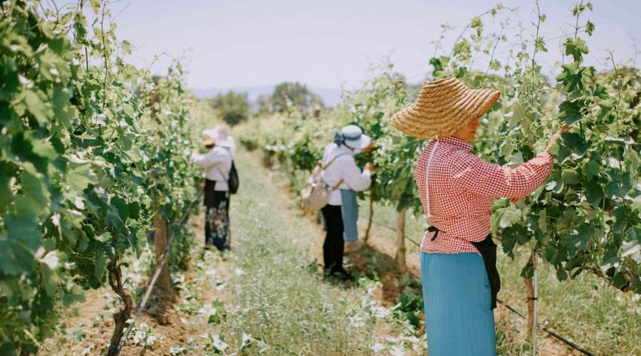 Culture: Georgia Is Famous for Orange Wine. It Can Do So Much More.