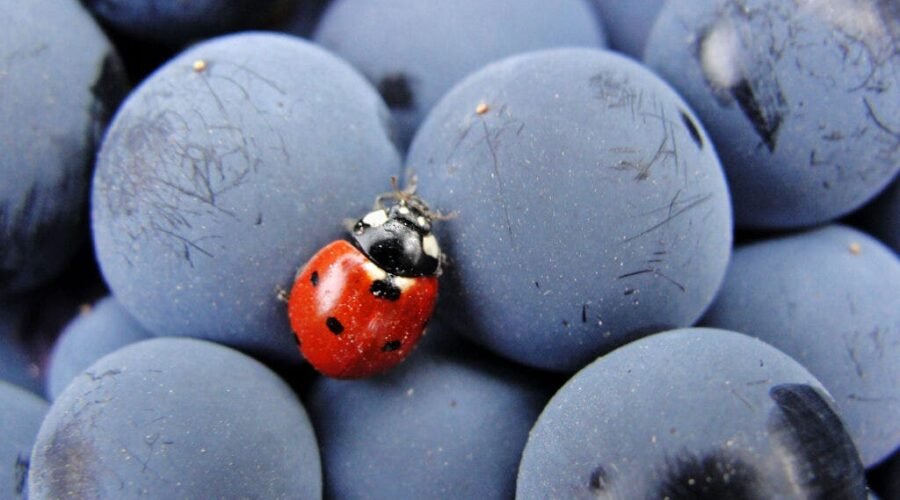 Culture: How to Spot Ladybug Taint, a Downright Gross Wine Flaw