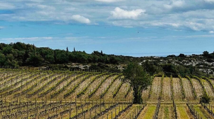 Exploring AOP Languedoc | Wine Enthusiast