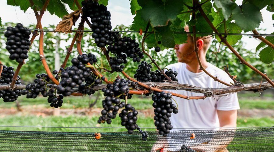Culture: Wine in New Jersey? Garden State Producers Want to Be Taken Seriously