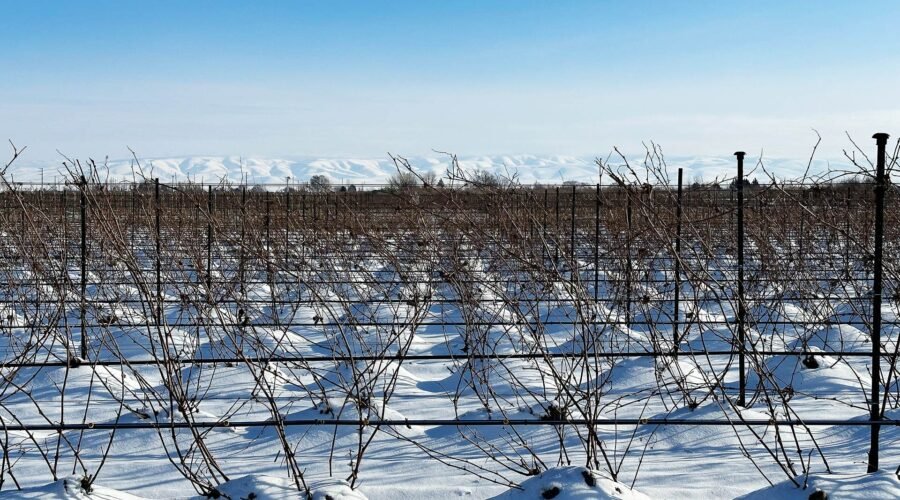 How the Snow Drought is Impacting Wineries