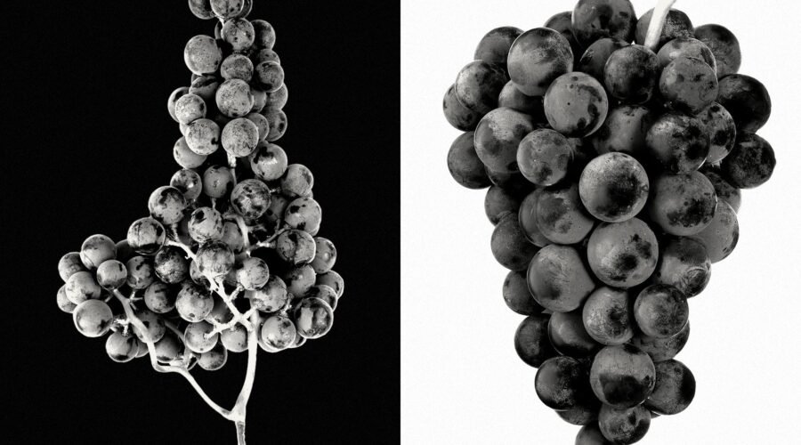 Pinot Noir vs. Cabernet Sauvignon