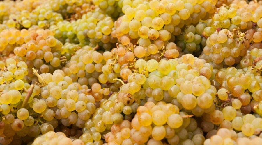 The Story of New York State Wine, as Told Through 7 Grapes