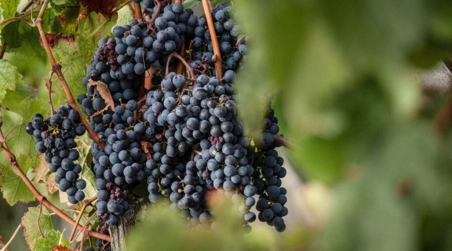Battle of the Big Reds: Merlot vs. Malbec