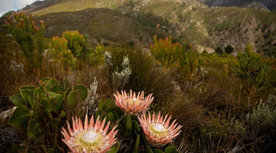 South African Gin Is Finally Getting Its Flowers