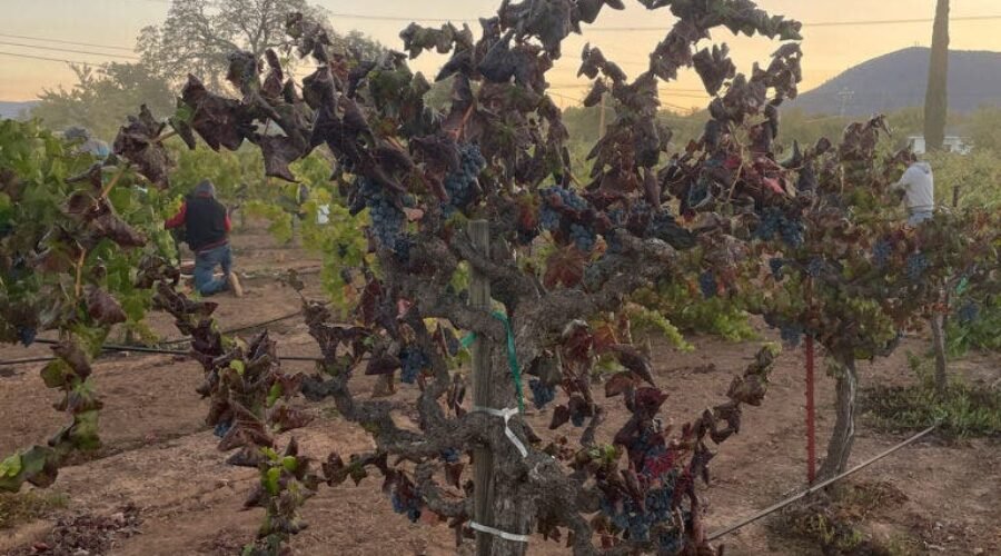 The Magic (and Madness) of Head-Trained Vines