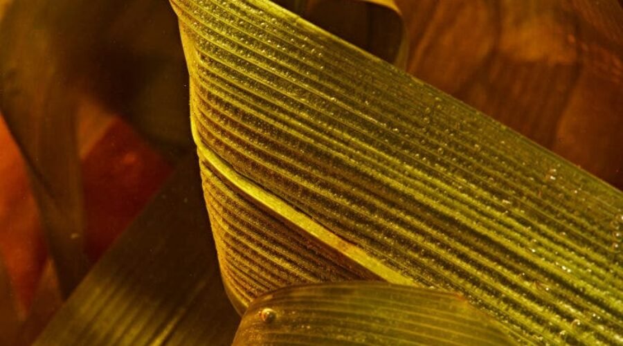Sweet, Earthy Pandan Belongs in Your Drinks
