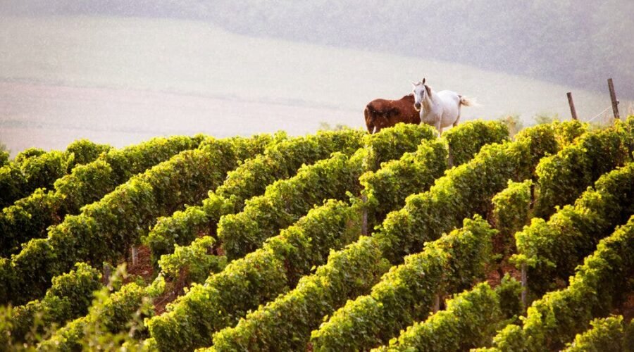 Why Wine Geeks Are Obsessed with Jura