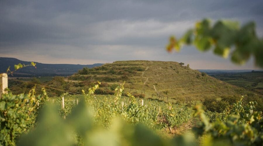 Wine Geeks Have Long Championed Moravian Wine. Now You Should, Too