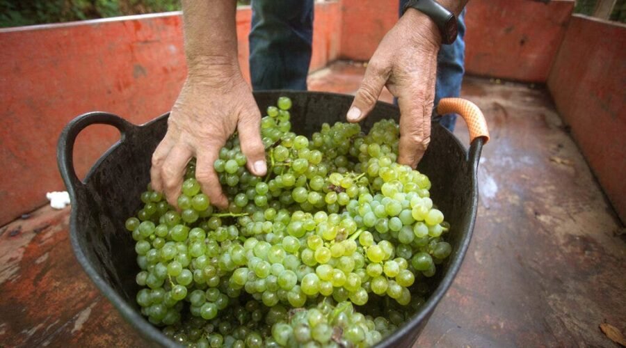 It’s the Summer of Dry Spanish Whites, and Godello Is the Star