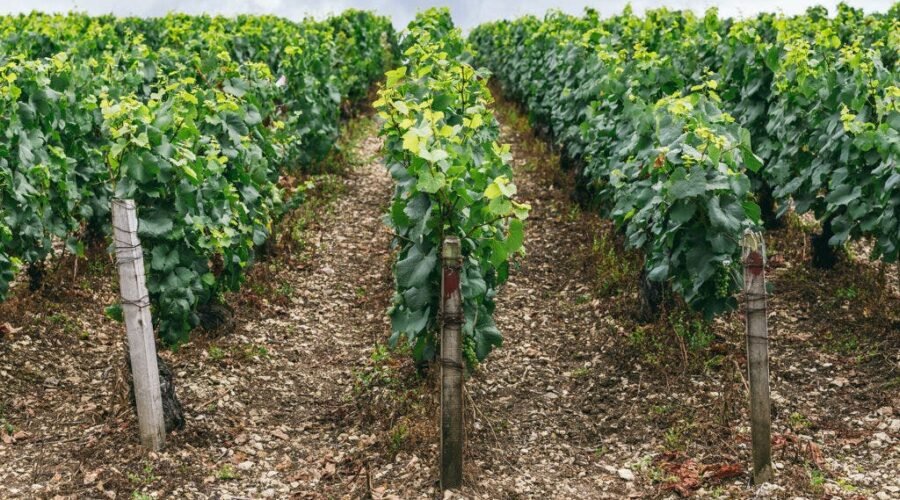 There’s Nothing ‘Petit’ About Petit Chablis