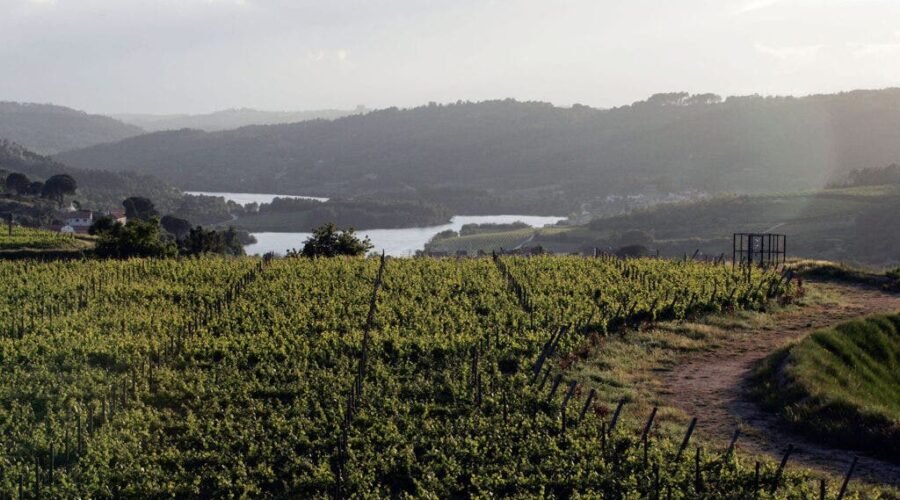 The Dark Horse Grape That Became Portugal’s Answer to White Burgundy