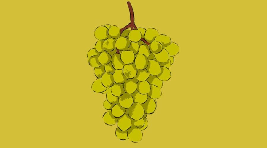 6 Essential Grapes to Understand Cava