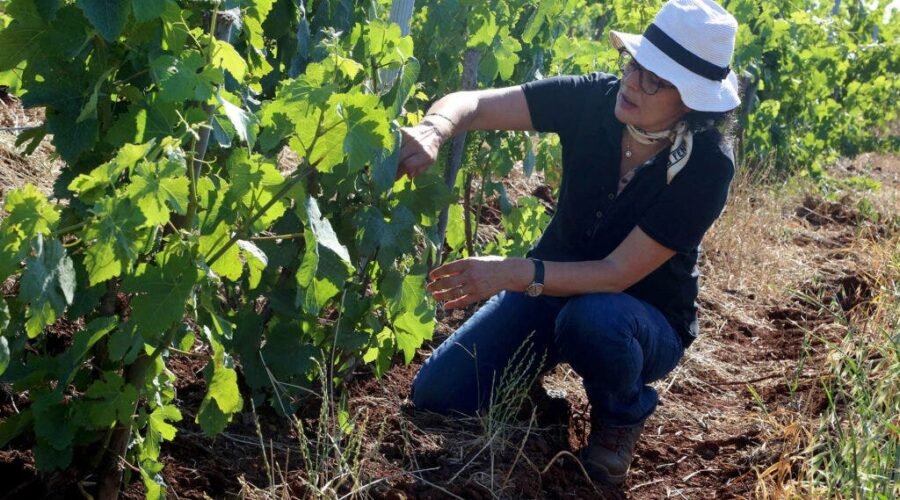 Moroccan Wine Is Ready for Its Close-Up