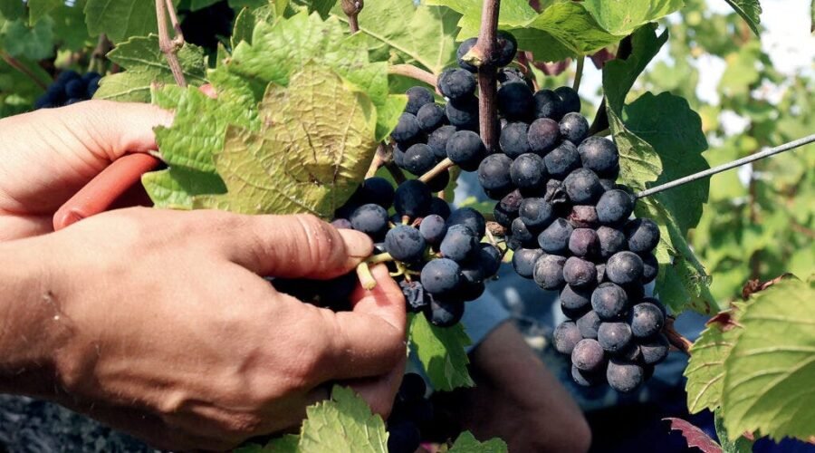 The Essential Guide to Pinot Noir