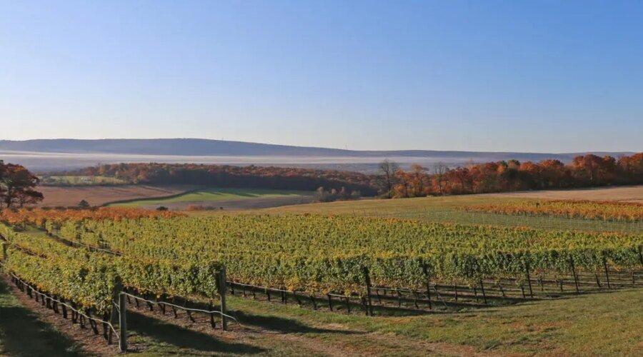 The Best Pennsylvania Wineries to Visit Right Now, According to Pros
