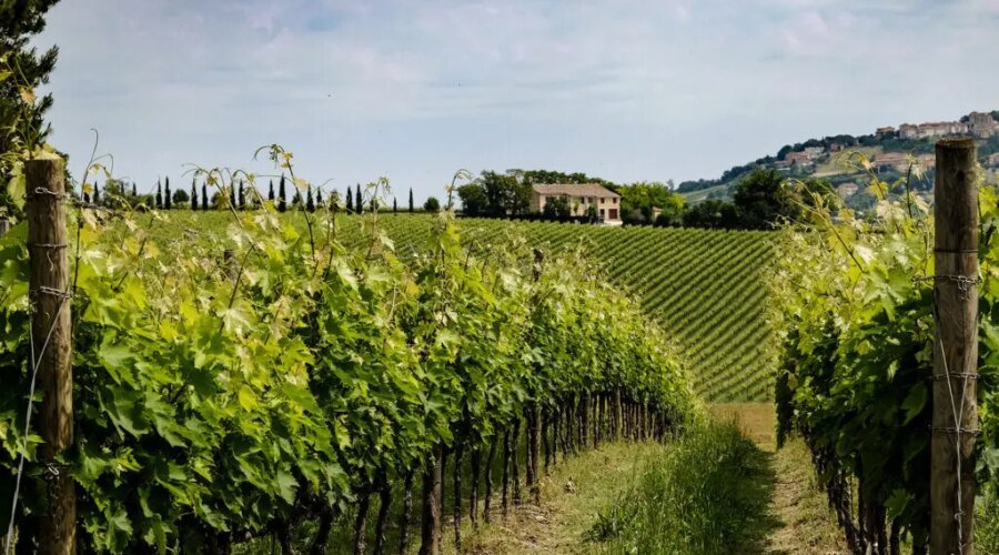 The ‘Anti-Tuscany’ Will No Longer Be Ignored