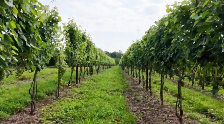 Brandywine Valley Wine Trail