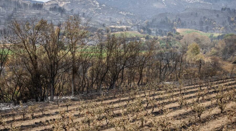 Katherine Cole: ‘Is the real question whether wine regions could shield the rest of us from wildfires?’