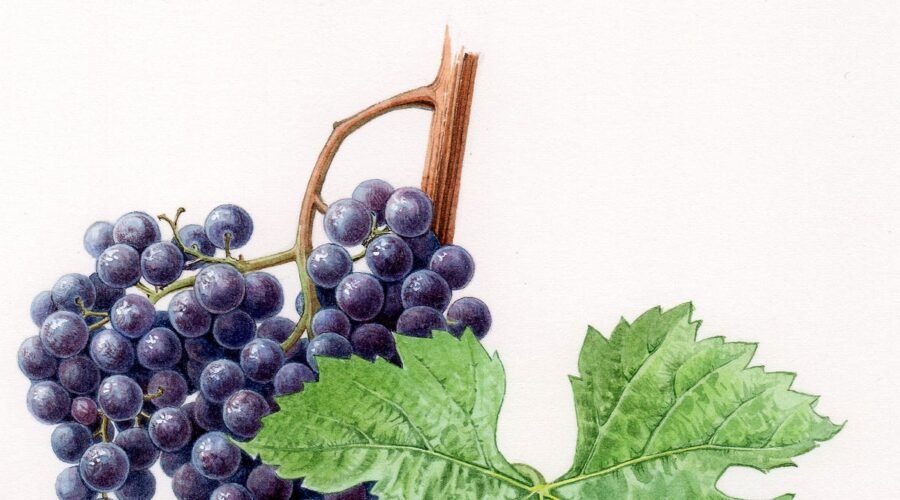 Why Is Merlot Washington’s Least Known Great Wine?