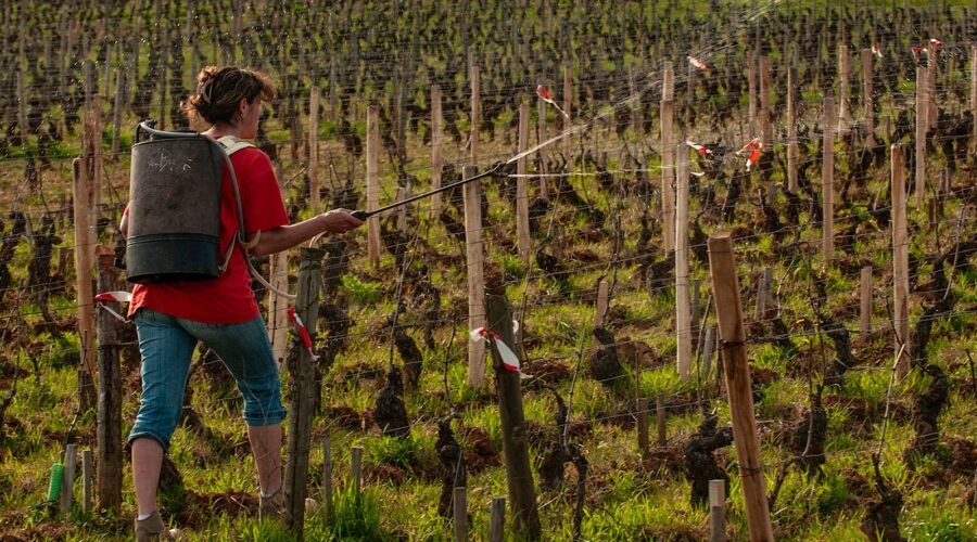 France’s Organic Winegrowers Confront Copper Ban