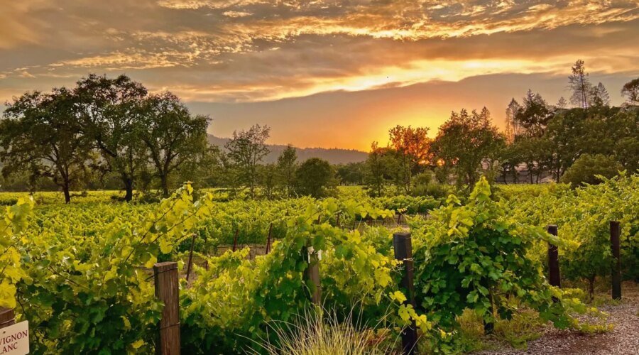 Titus Vineyards and the Art of Cabernet