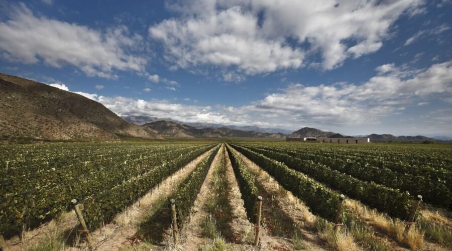 Expert’s Choice: Light South American reds