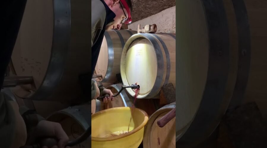 Barrel Tapping at Domaine Grivot 🍷🫣@domainegrivot @hubertgrivot
