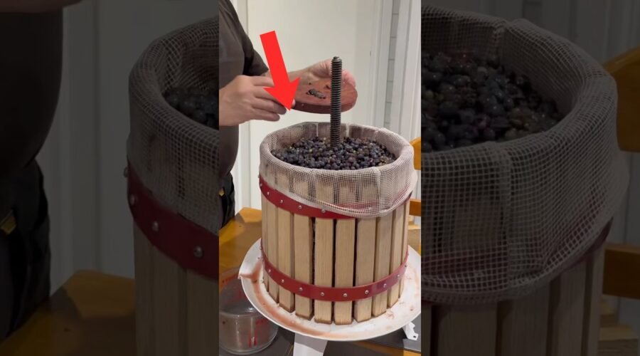 Traditional Red wine making