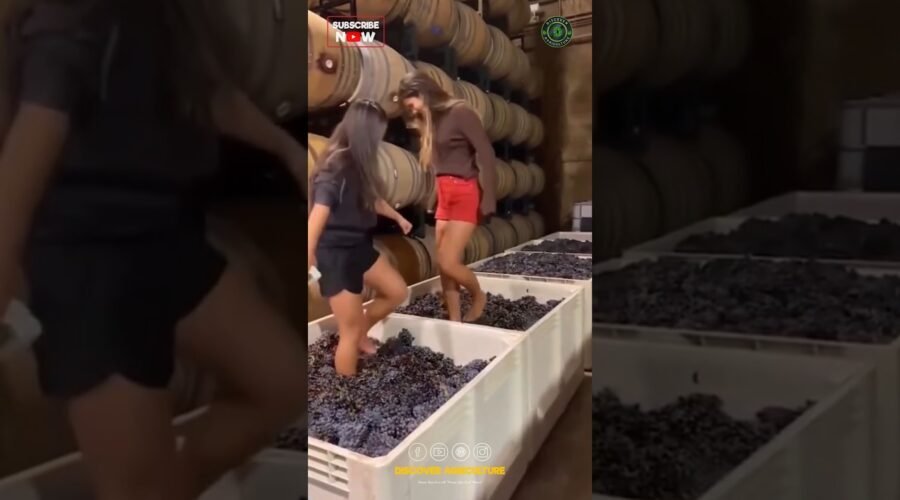 Traditional Grapes Wine Making Process