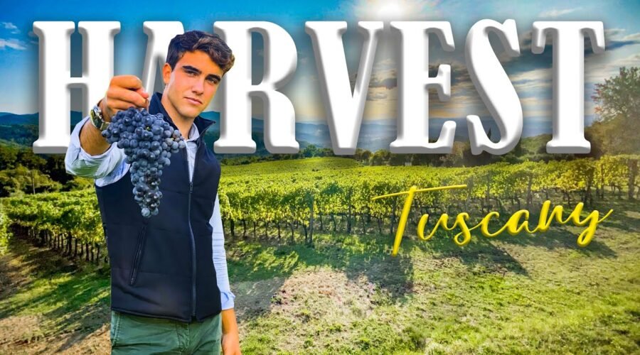 WINE ESTATE FOR SALE IN TUSCANY, BIO ORGANIC VINEYARD, ITALY | VIGNETO AZIENDA AGRICOLA IN VENDITA