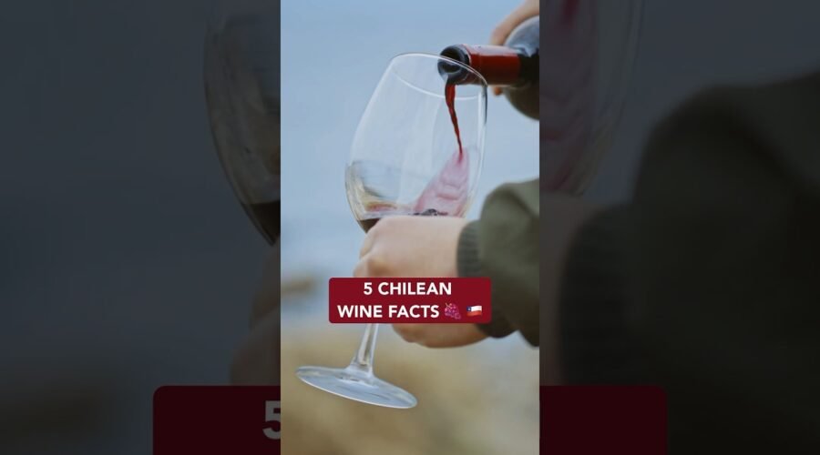 Top Chilean Wine Facts You Need to Know 🌎🫑🍇🍷