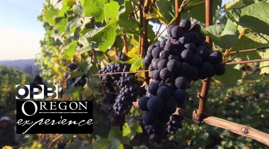 Grapes of Place: How Oregon changed the world of wine | Oregon Experience | OPB