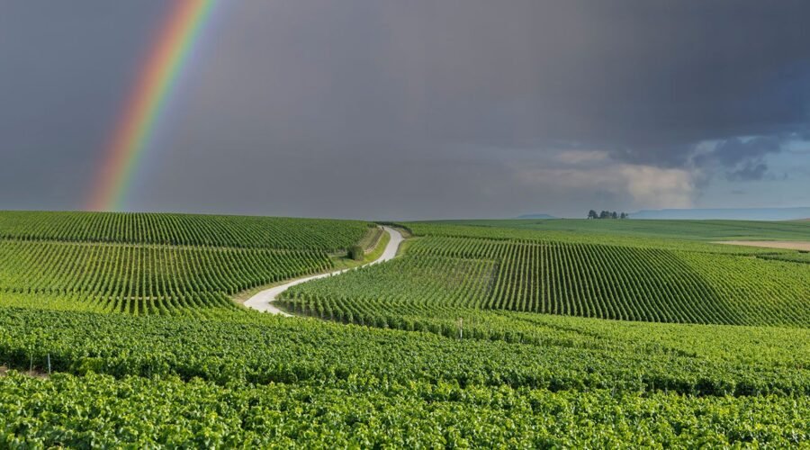 Andrew Jefford: France’s wine appellations need reform