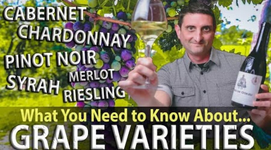 WINE 101: What are Grape Varieties?
