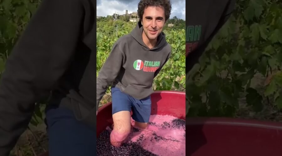 “Premium Wine making Process” 😲 #shorts