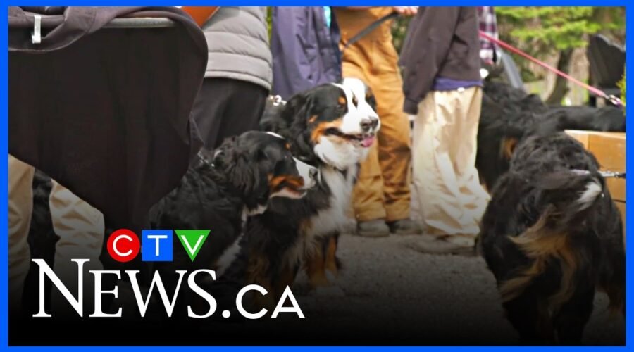 Bernese dogs take over Guelph winery