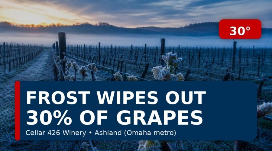 Omaha-Area Vineyard Loses Record Grapes to Frost | 30% Crop Damage at Cellar 426