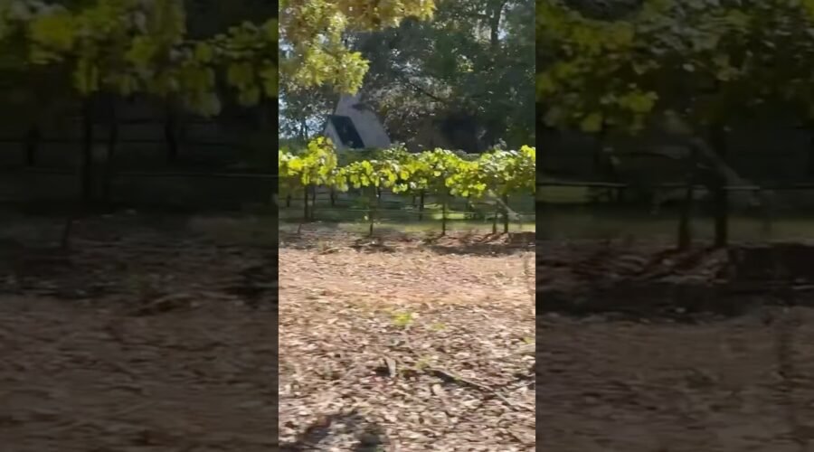Grape Vineyard for Winery & Distillery at Kiepersol Texas #grapevine #grapevinetexas #vineyardviews