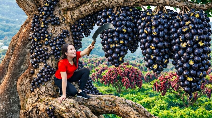 Harvest Rare Wood-Stem Wild Grapes | Fermented Wine Secrets &Sold Out Fast at the Traditional Market