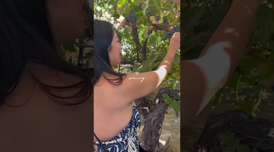 I visited theeee Best Winery in Temecula, Wilson Creek Winery 🍷